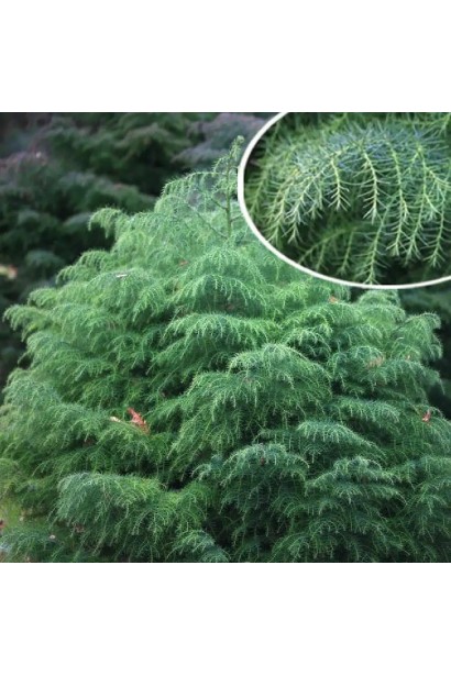 Криптомерія японська Елеганс Вірідіс